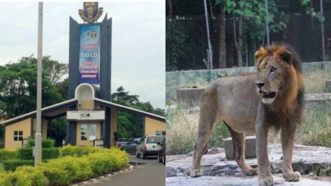 Lion kills zookeeper at Nigeria’s Obafemi Awolowo University