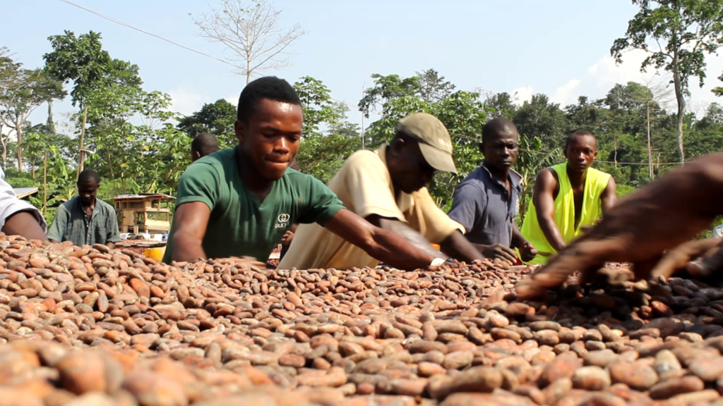 COCOBOD fears climate change will negatively affect cocoa production target