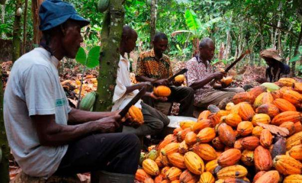 E/R: Cocoa farmers blame illegal mining activities over decline in cocoa production
